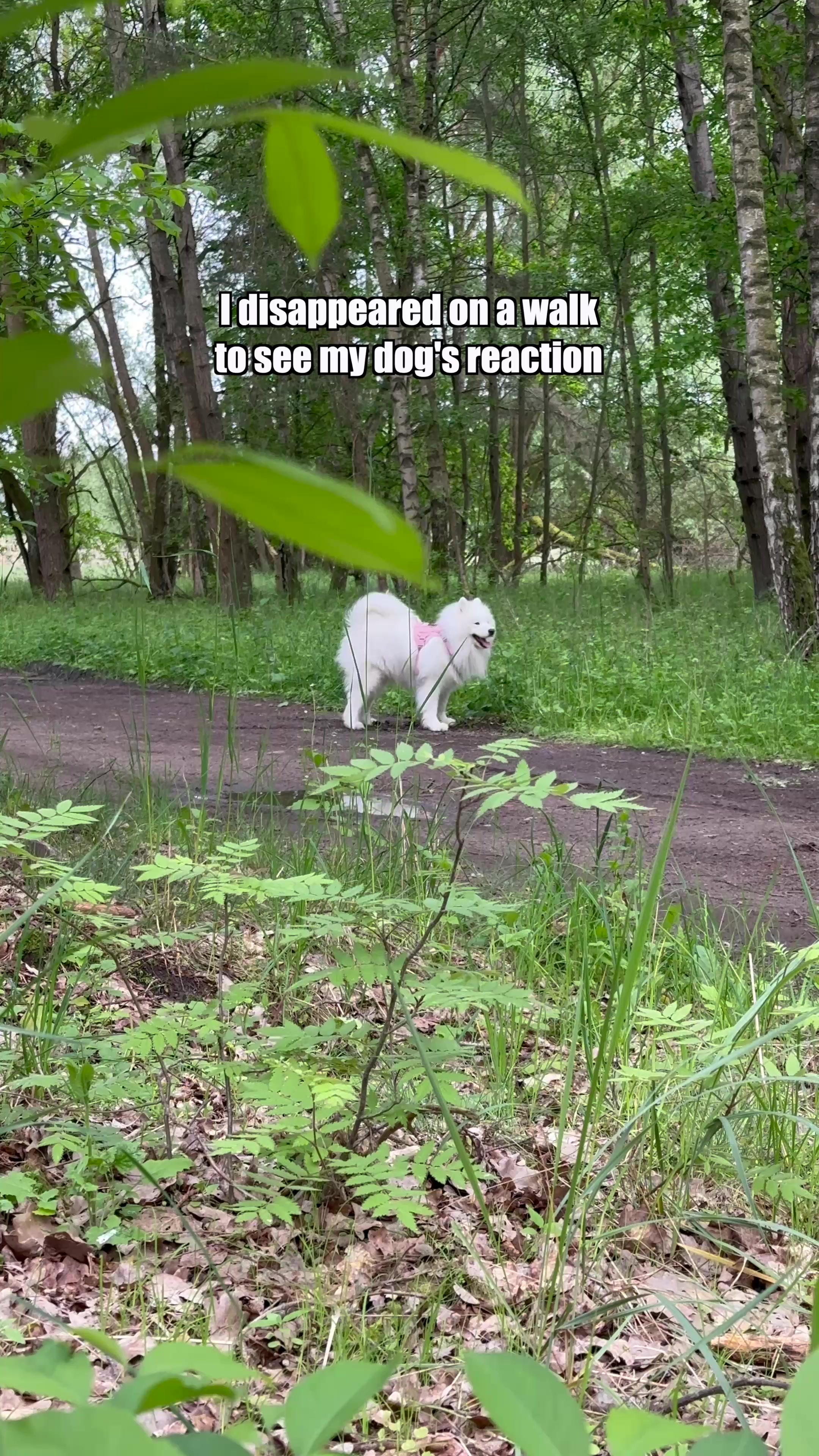 @wanderlust_samoyed