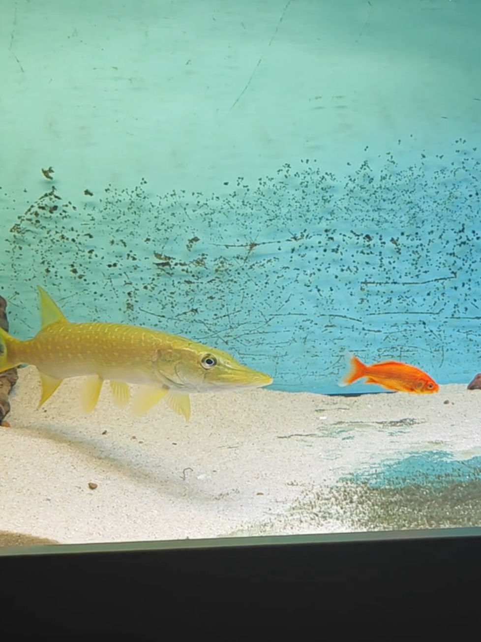 @predatoryfishtank