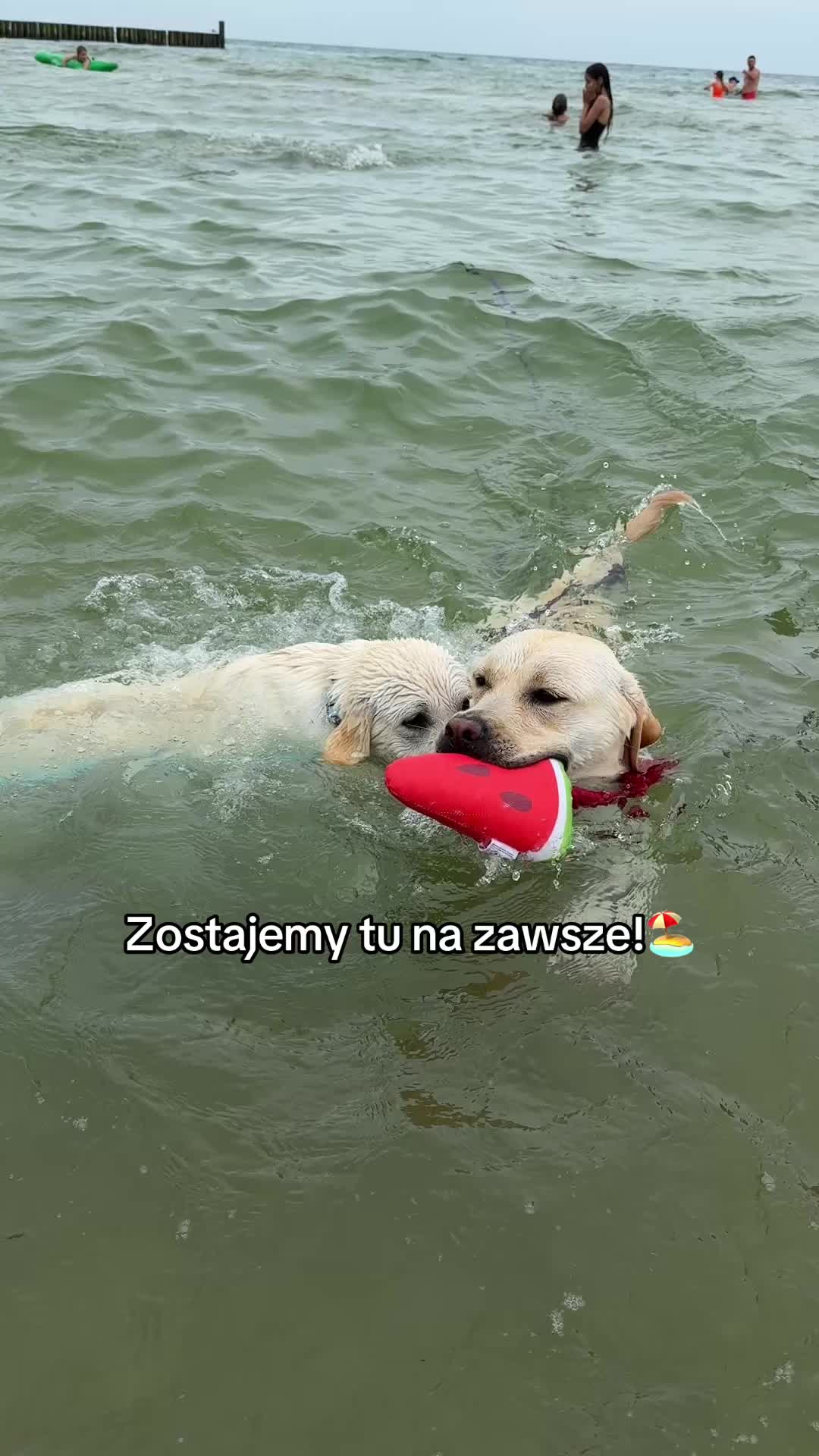 @Moonlife -Labrador Retriever
