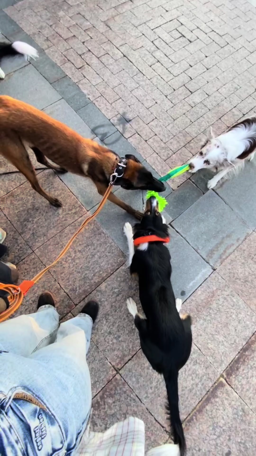 @Тгк: ⚡️🐾Хвостатый мир🐾⚡️