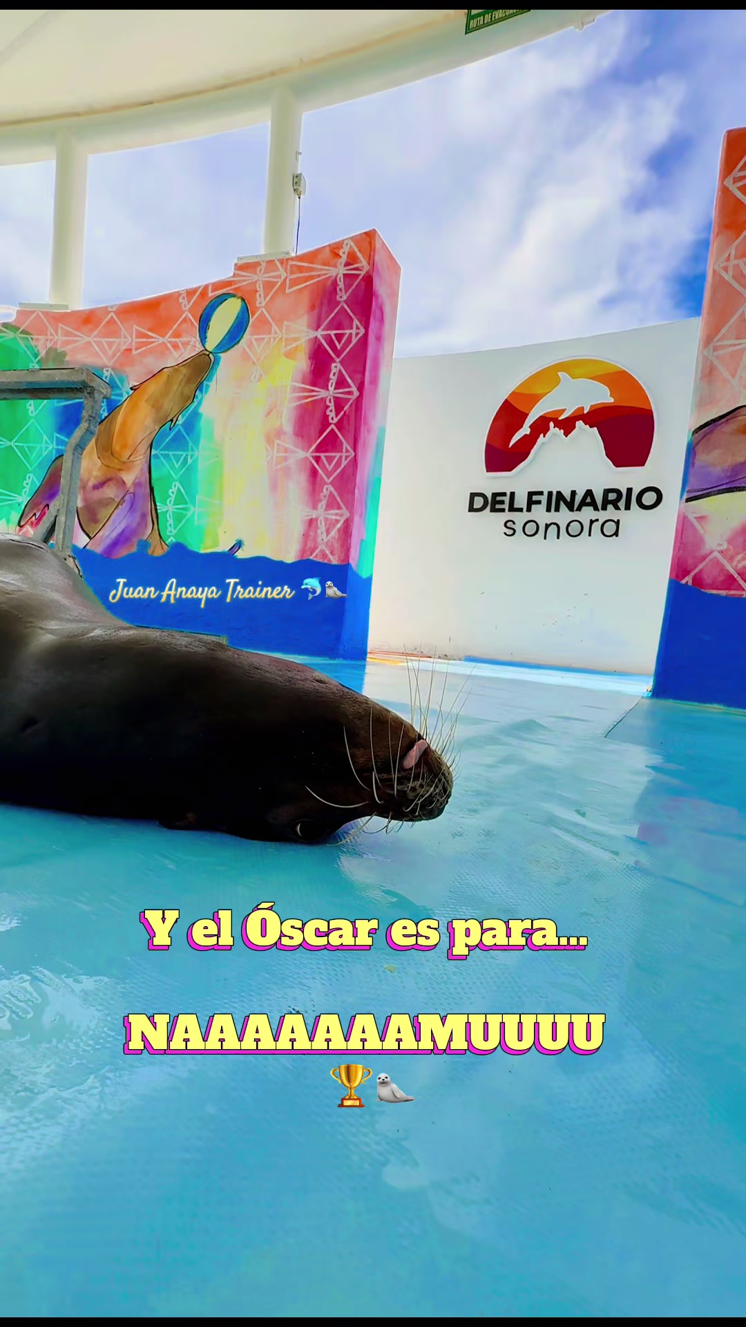 @Juan Anaya Trainer 🐬🦭