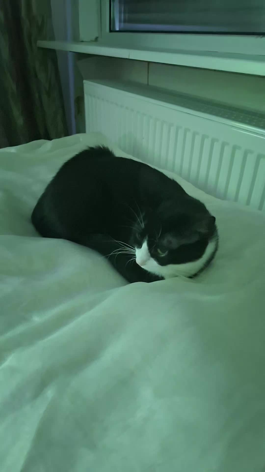 @lilythecat