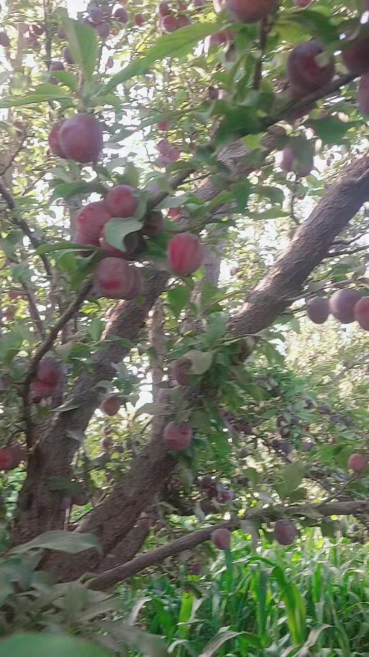 @Abdul Malik Kakar 2215