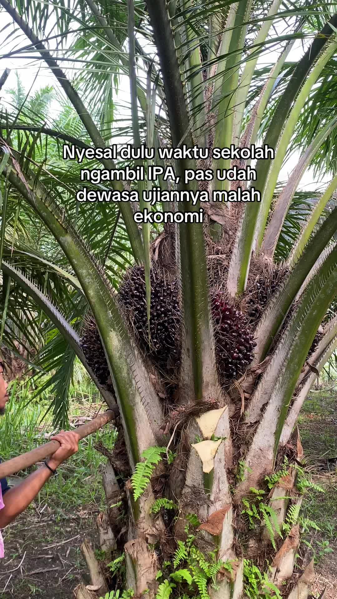 @Bang_buan🕸️