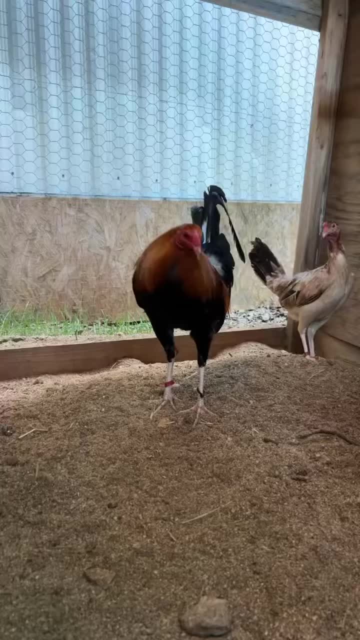 @G3 Farm & Fowl Supplies