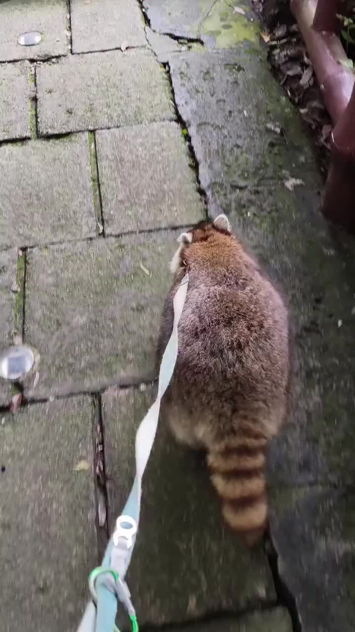 @playboyraccoon