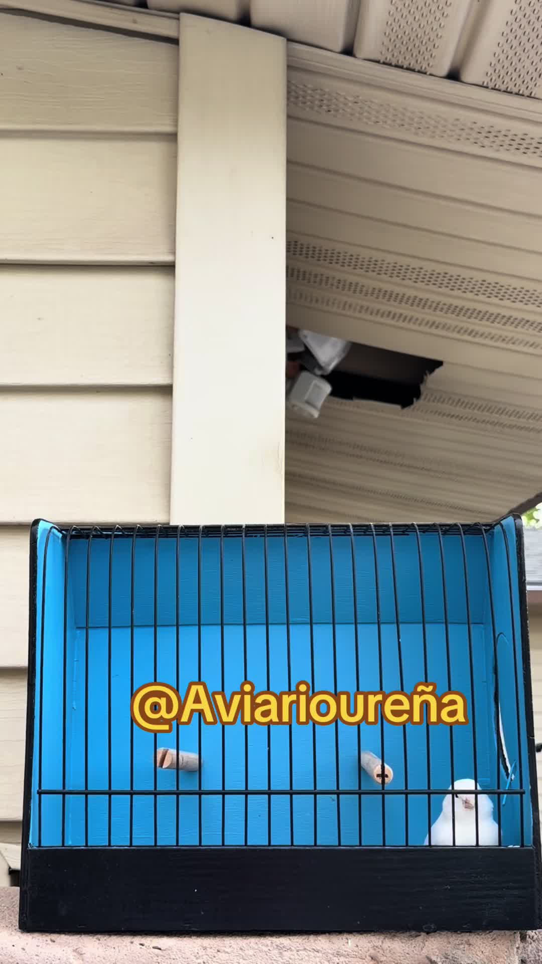 @AviarioUreña
