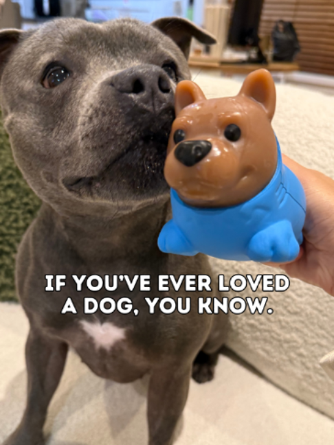 @Happy Staffy Co