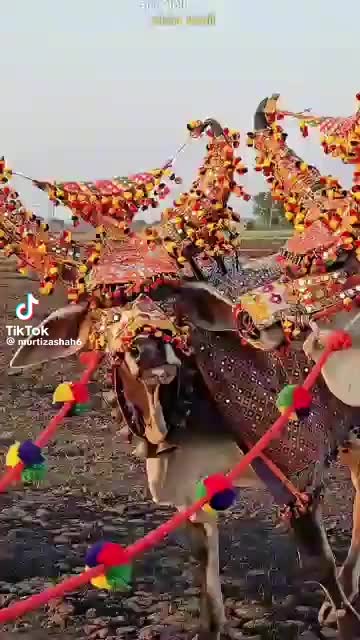 @❤️❤️عرضي سانگي❤️❤️
