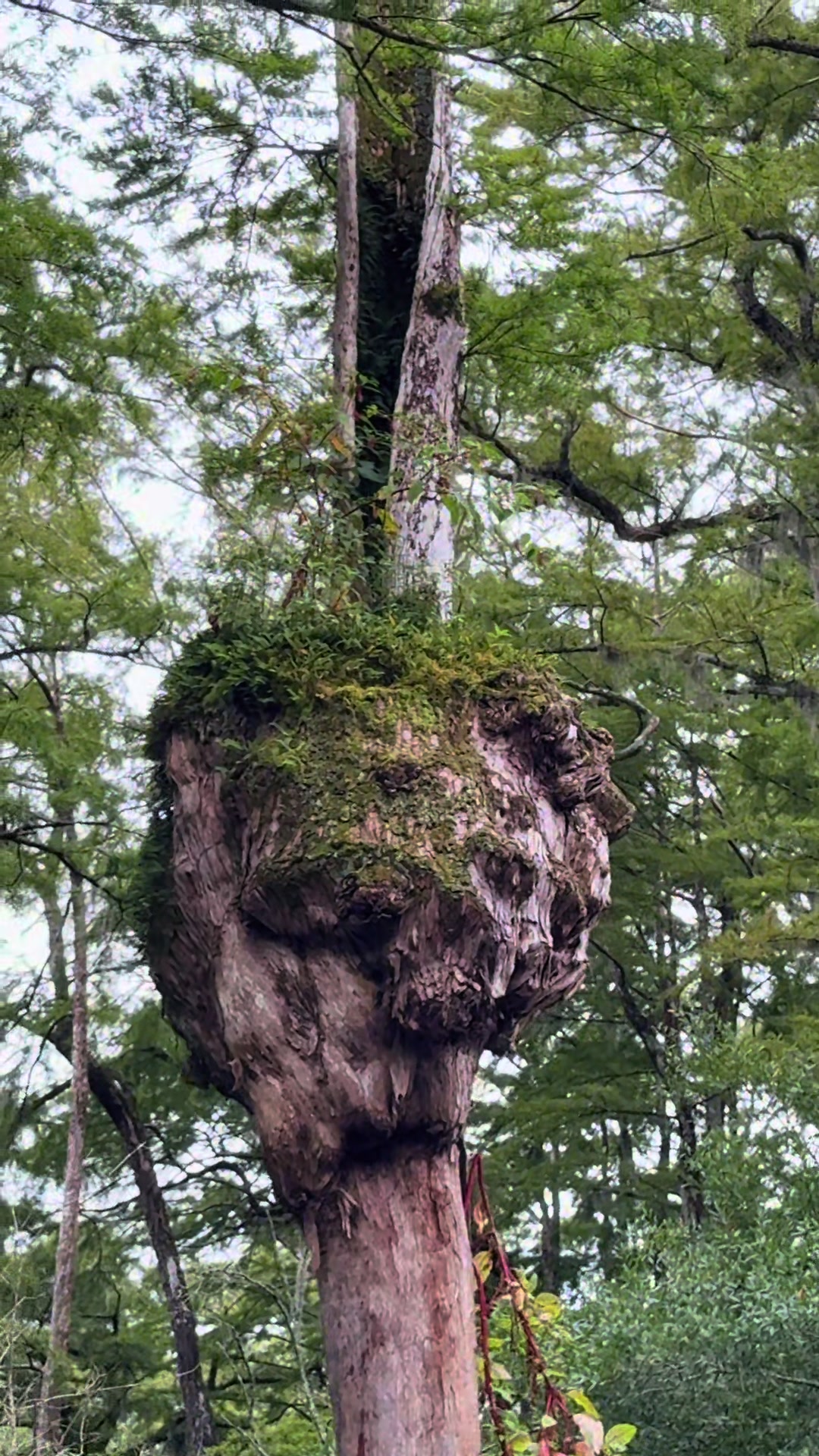 @🌳 🛶 🐊  SHARI 🥾🏔️