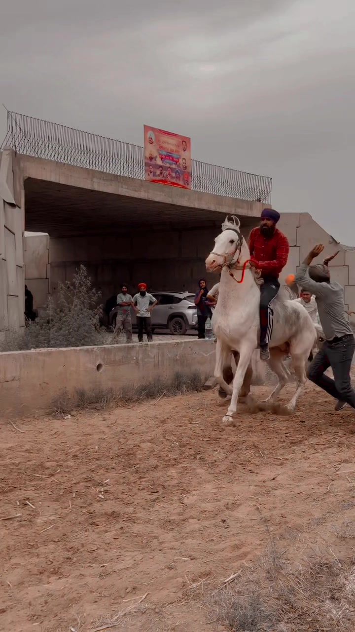 @🏇 MARWARI HORSE RACING 🏇