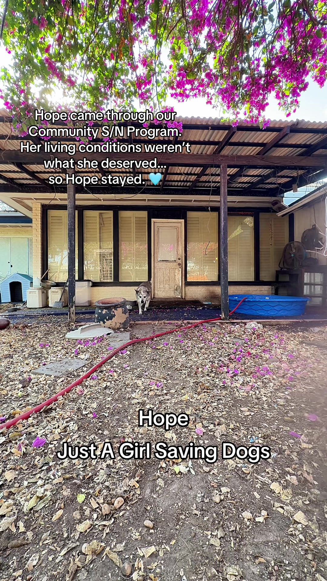 @Just A Girl Saving Dogs