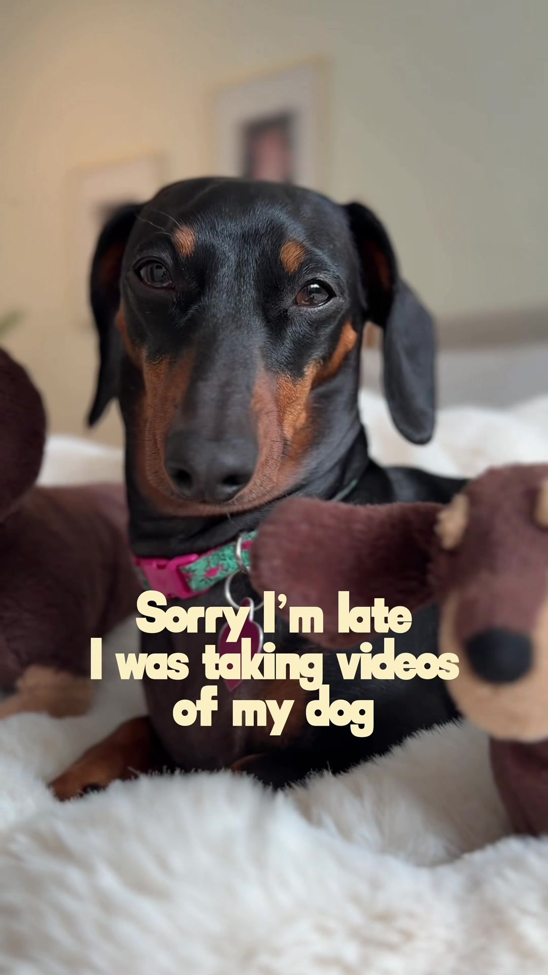 @Penny the Dachshund