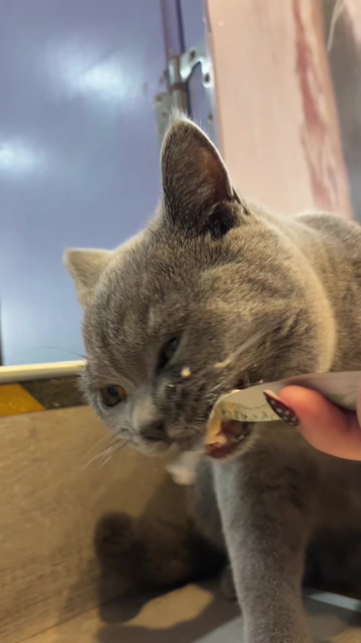 @crazycatcafe