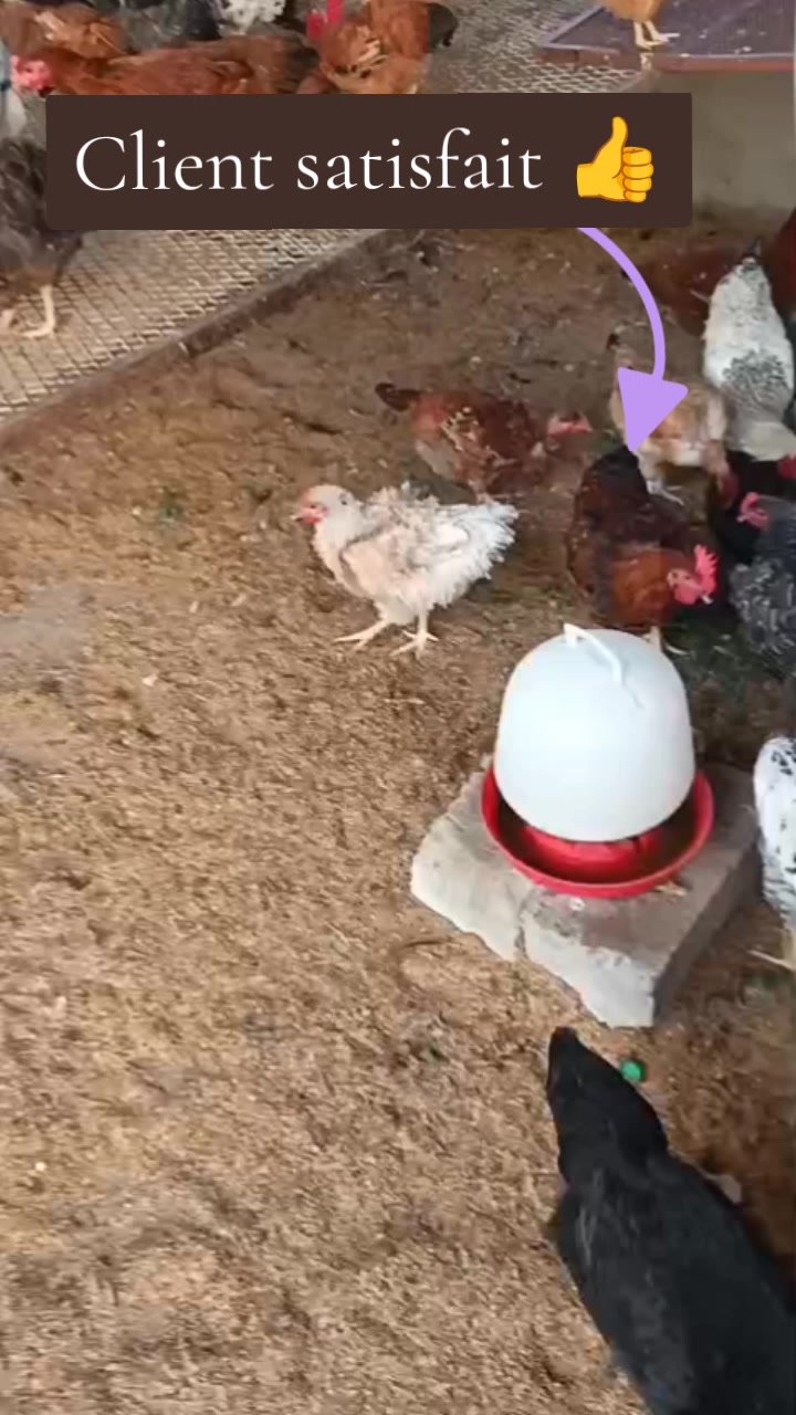 @NDIAYE-BREEDING 🐔