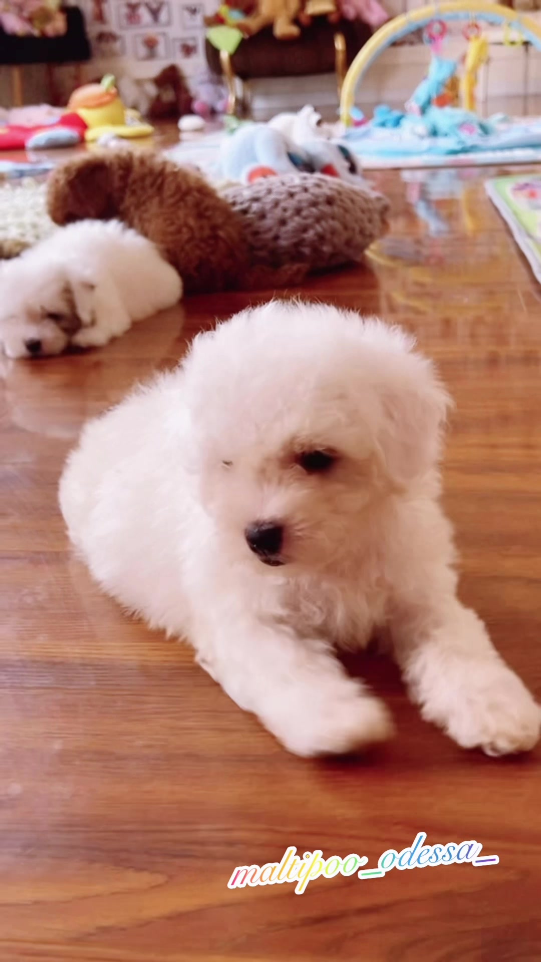 @maltipoo_odessa_