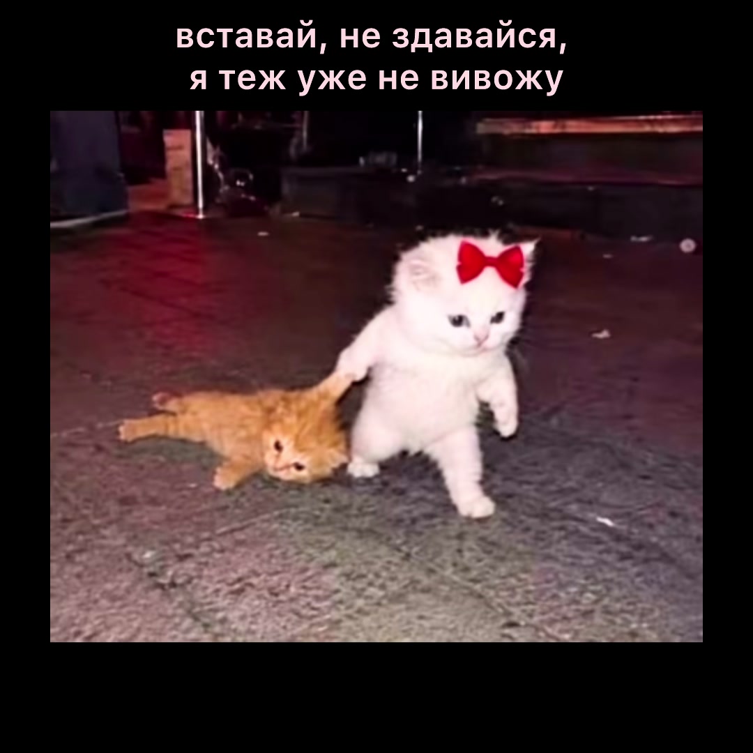 @evochka_meow