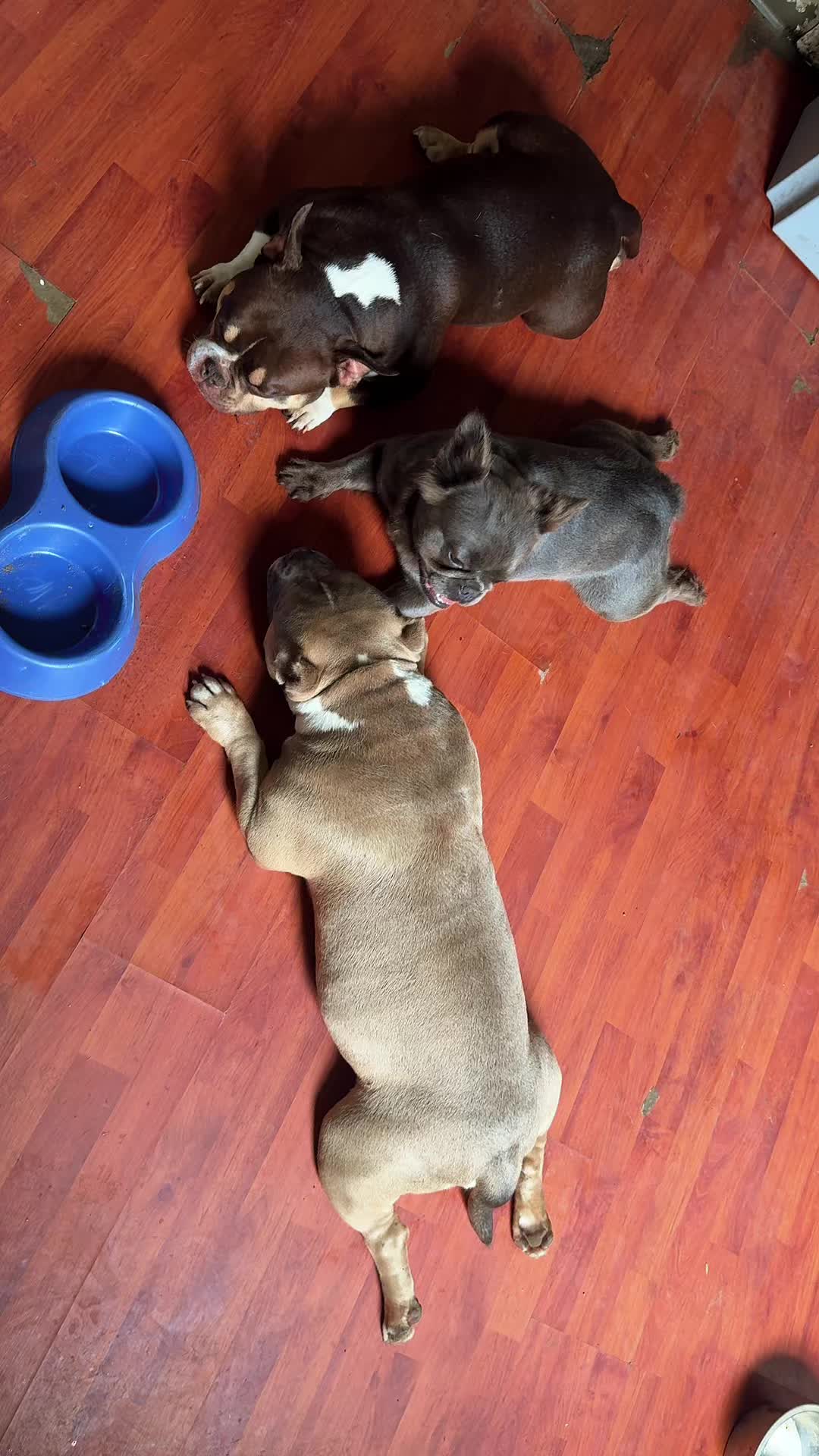 @NoCapBullys