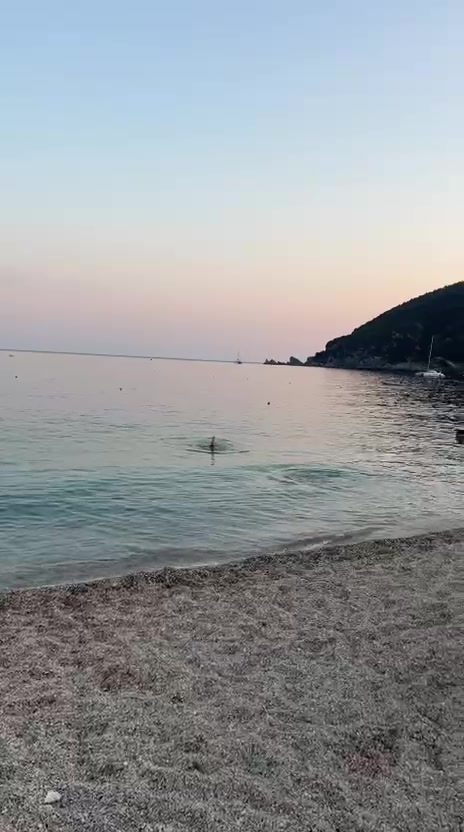 @SHARK 🦈🇩🇪🇩🇪 بيروت