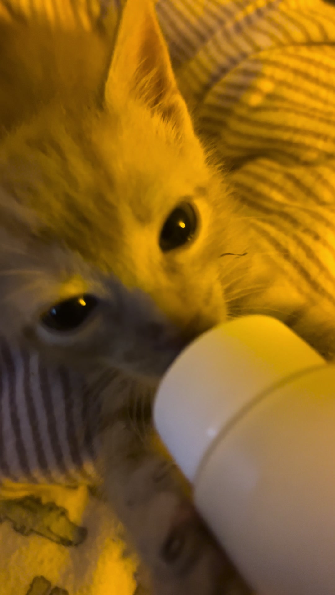 @Kitten.mama