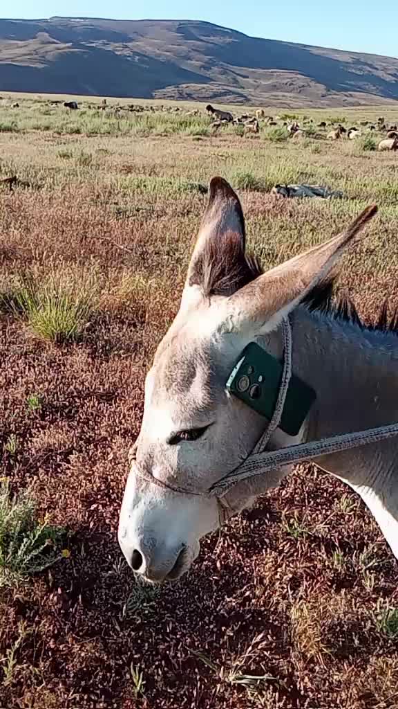 @Kasım