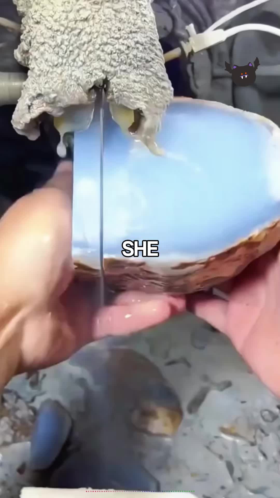 @michaelsutton5261