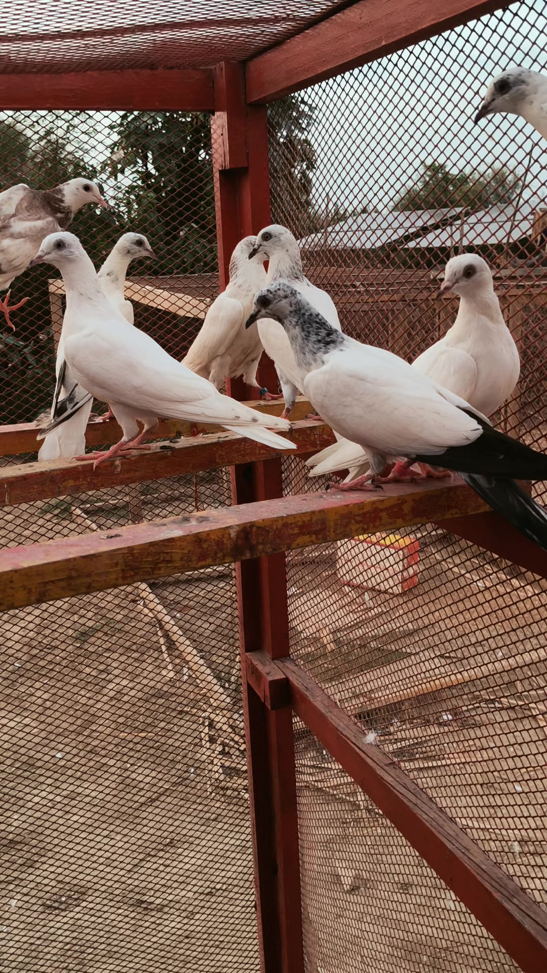 @Ali Halo189