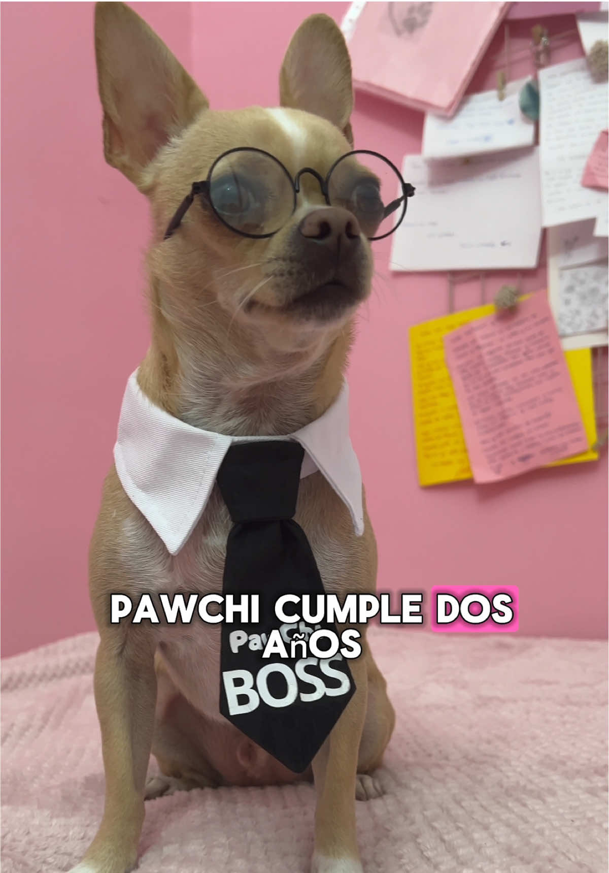 @PawChi