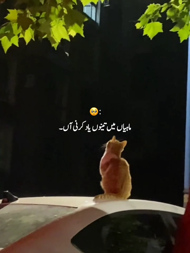 @Uᴍᴀɪʀ Vɪʙᴇs ♡