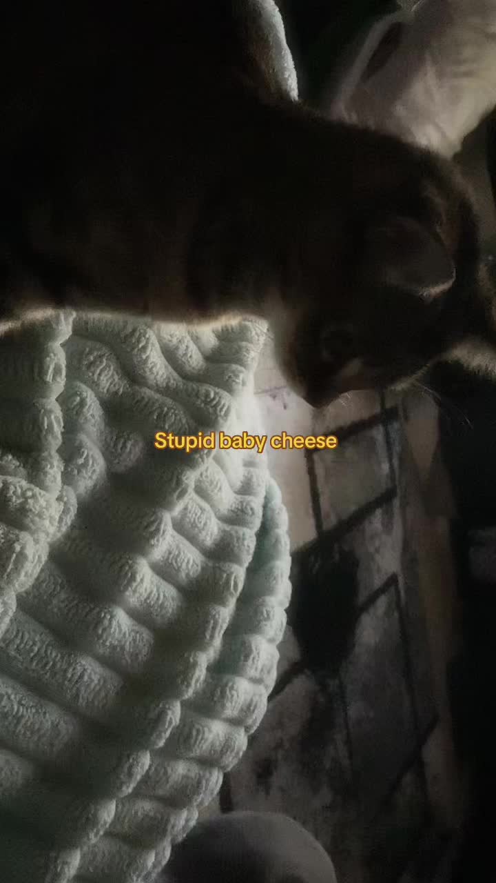@MEOWZERS