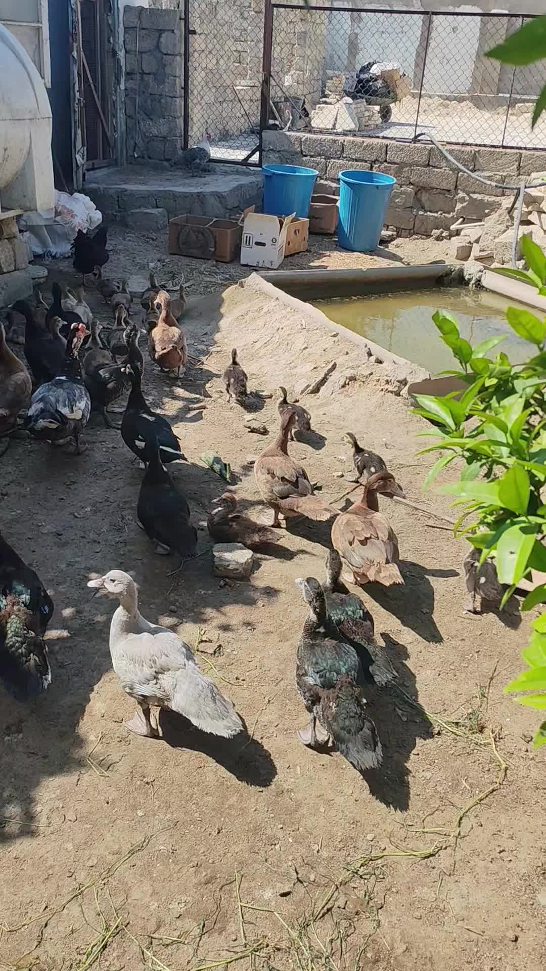 @MAŞTAĞA_QUŞCULUĞ
