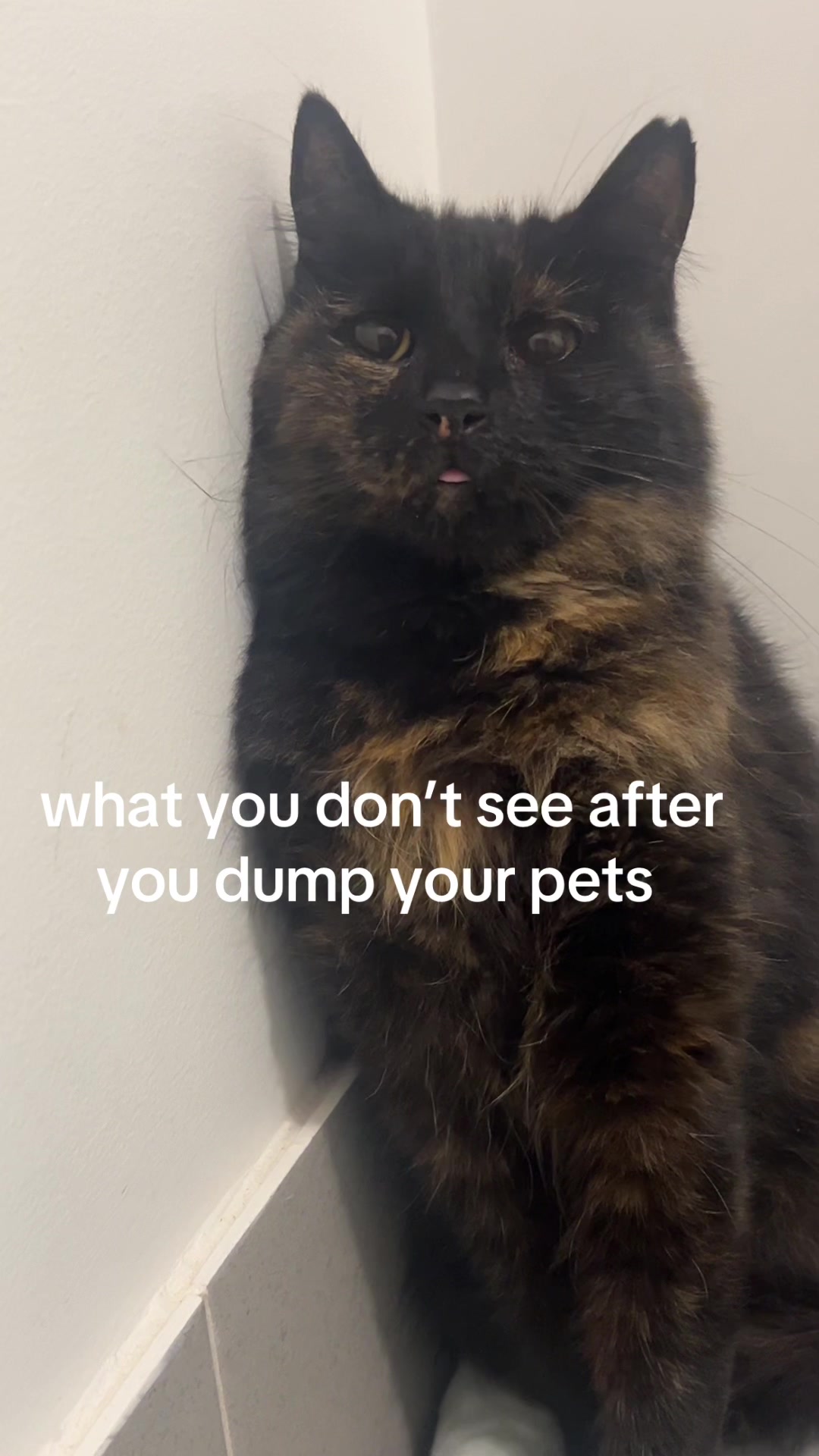 @safepawsau