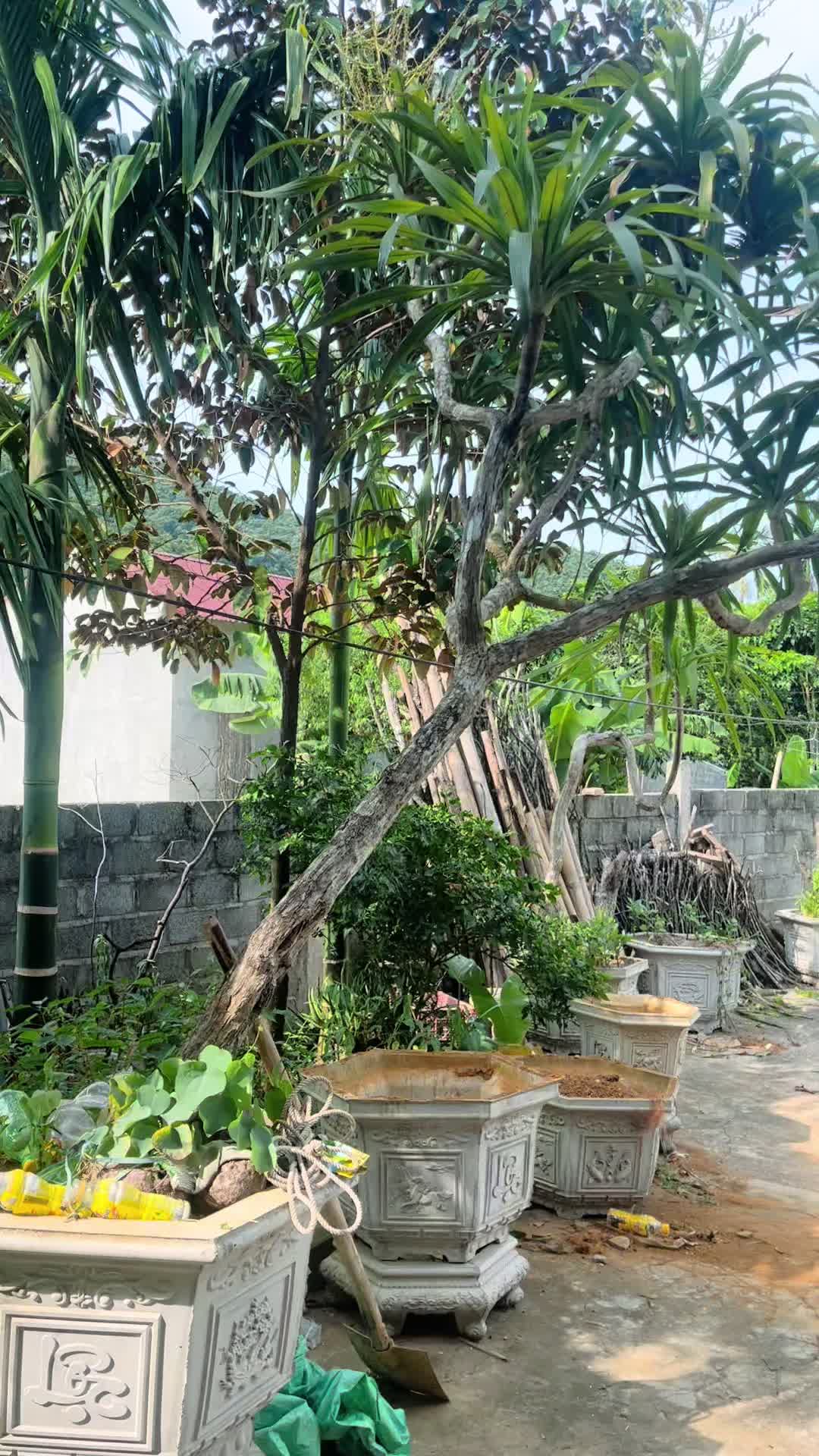 @Shop Cây Cảnh Hương Nguyễn
