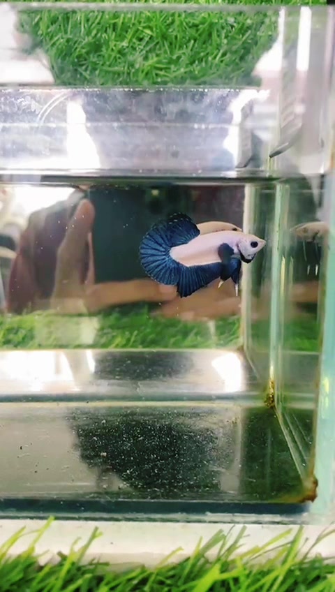 @PetBETTA