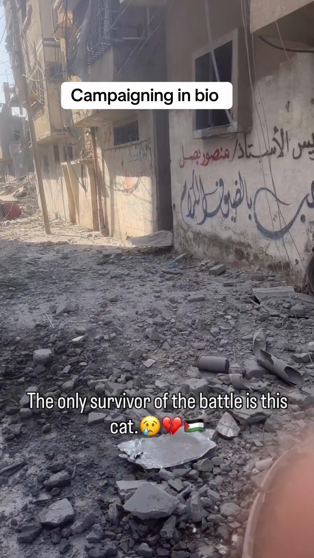 @Gaza Animal Rescue