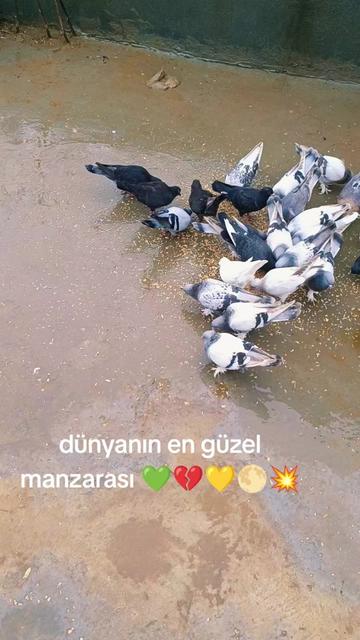 @esmer_xx47s