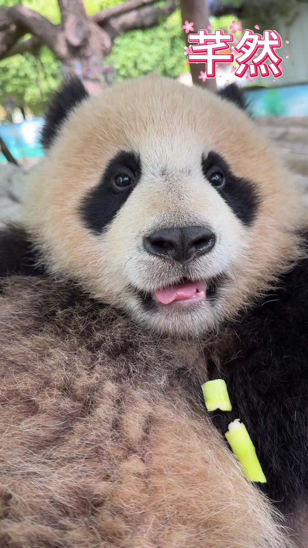 @熊猫妹珠🐼