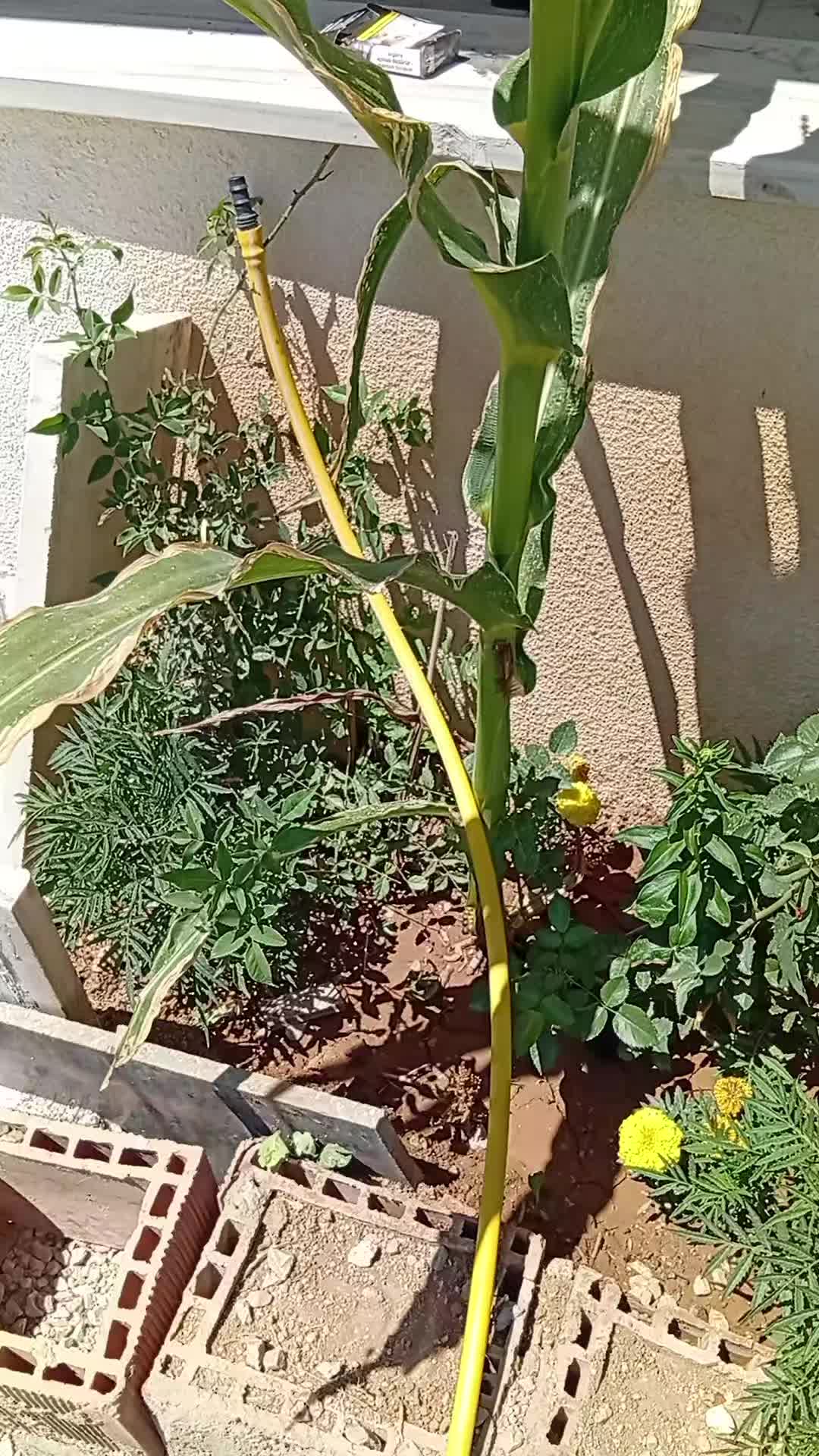 @Gazi şahin