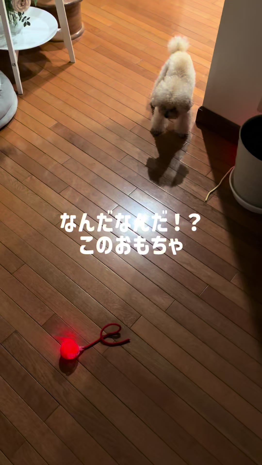 @るるもも
