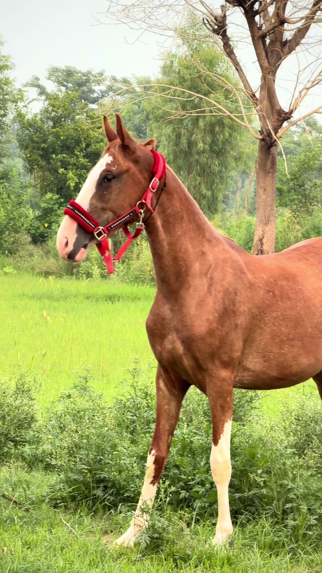 @Faisal Altaf Bosal