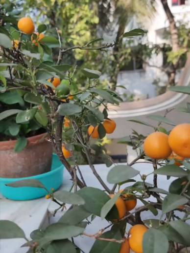 @Grow Garden | Plantas