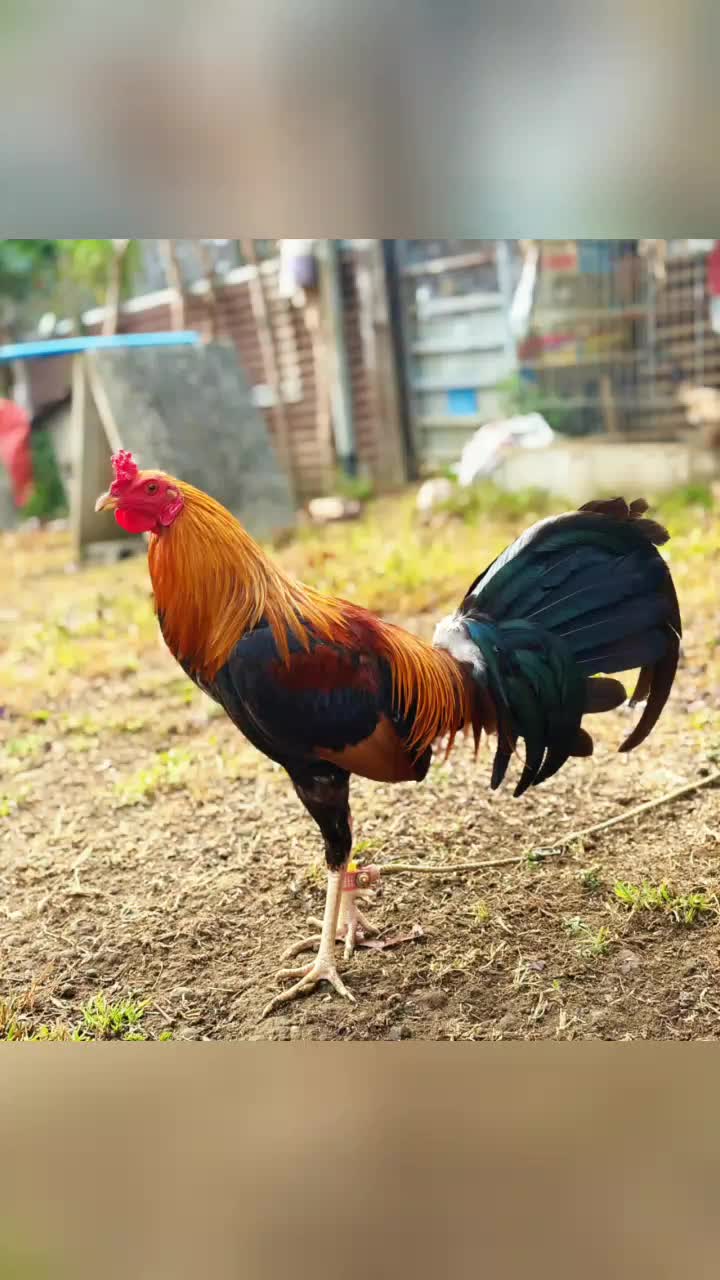 @jbt888 gamefowl