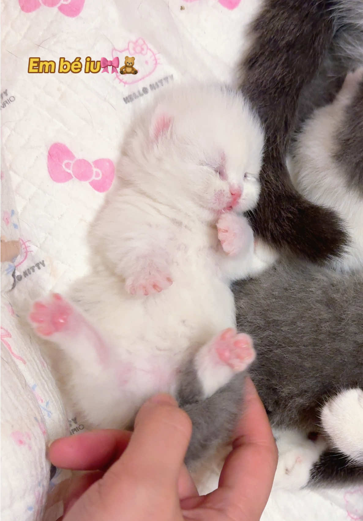 @1ch&oacute;6meow