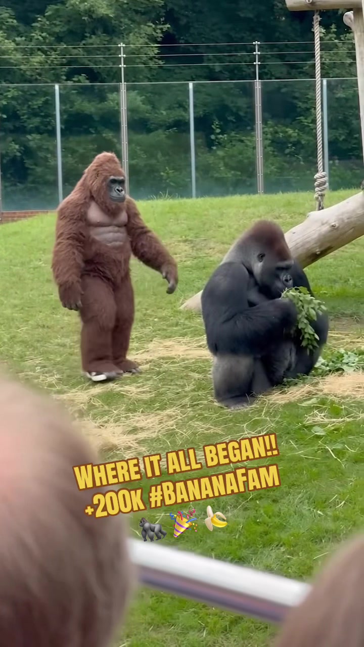 @Gorilla School 🦍