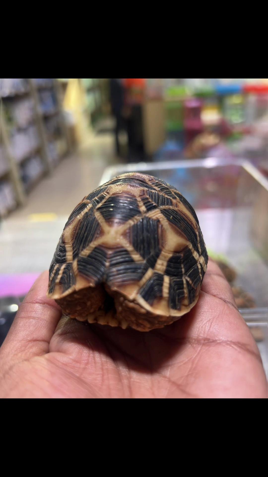 @wimpypetshop