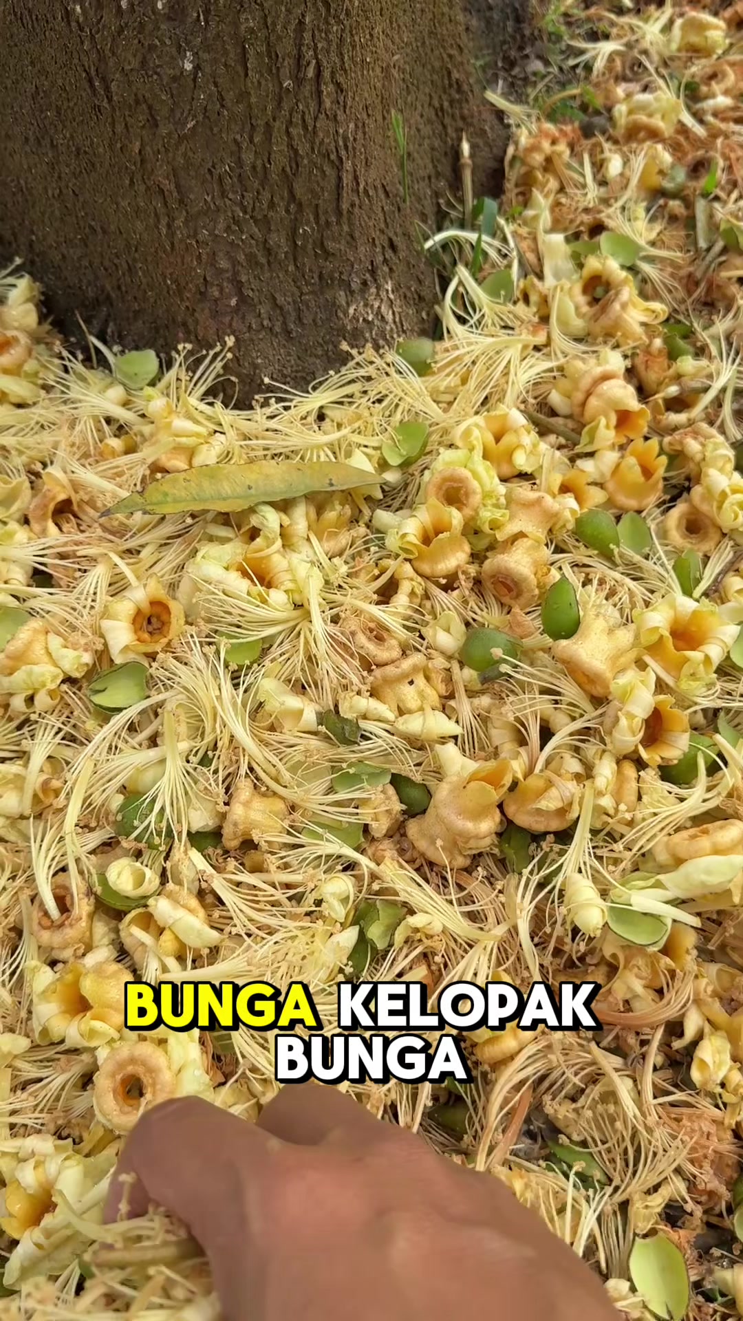 @AA KADU