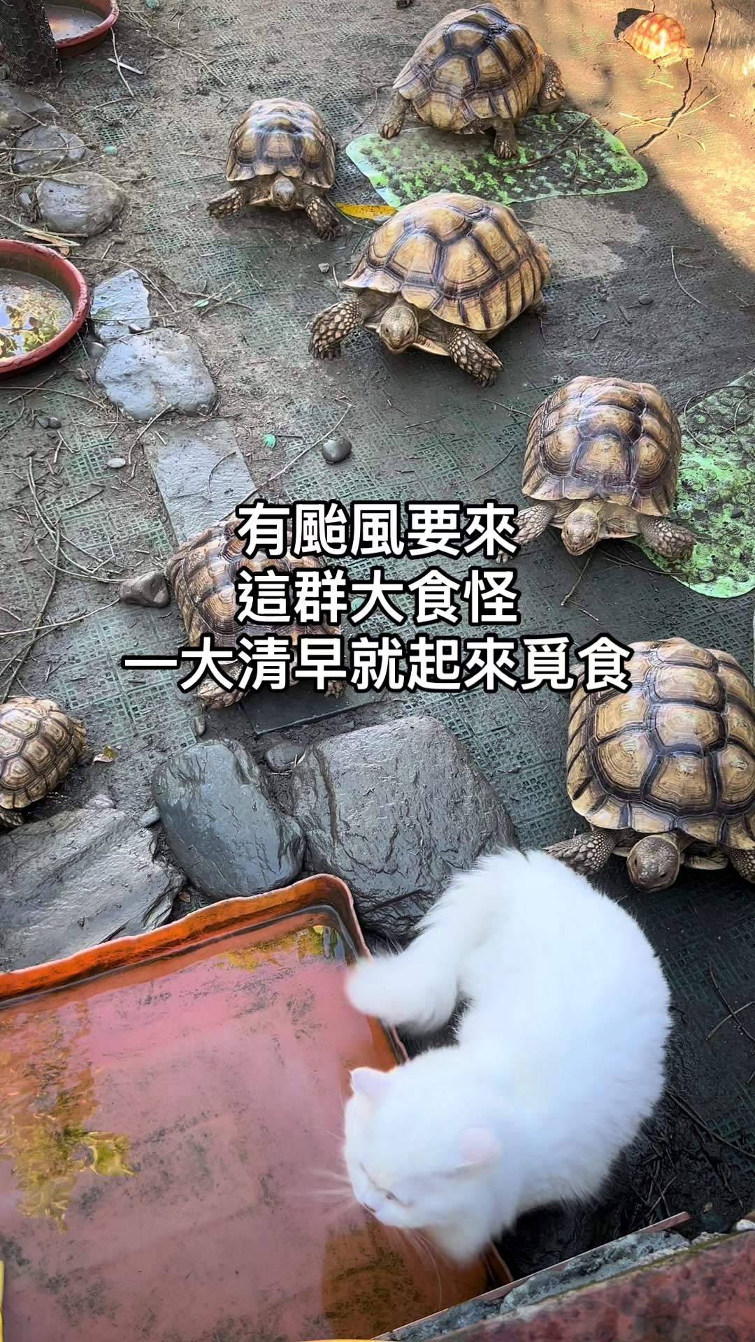 @琰 𝓛𝓸𝓷𝓰來了🐉〽️蘇卡達sulcata陸龜