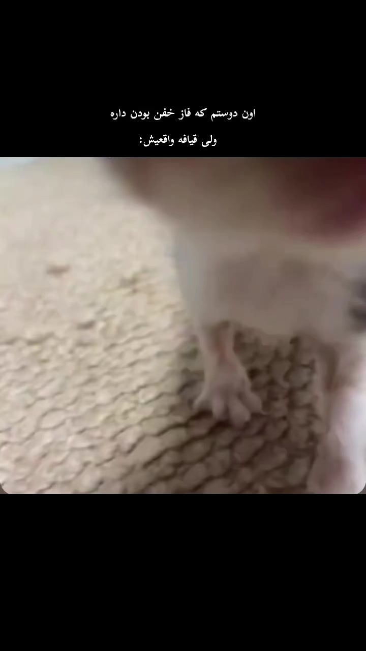 @—͟͟͞͞★𝘳𝘰𝘴𝘩𝘢🤓