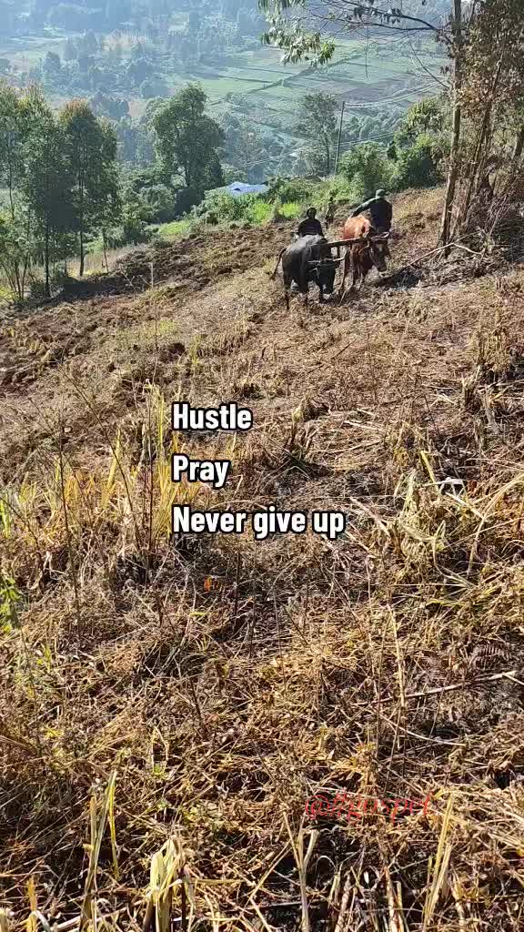 @Humblex