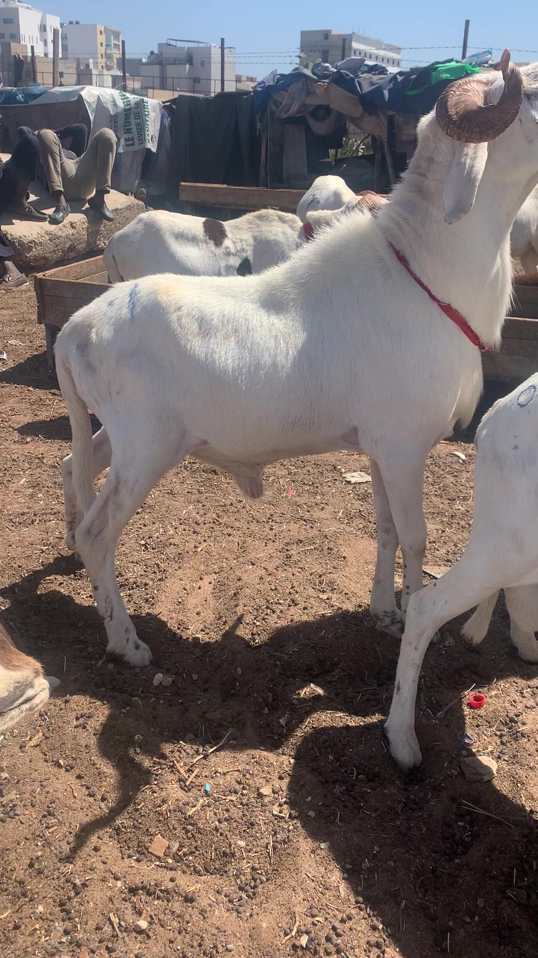 @Bergerie Soundiata Keita🐏🐑